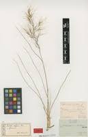 Image result for Aristida diffusa