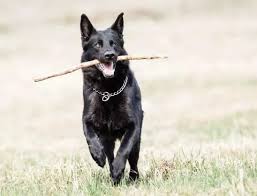 The litter size of the german pit is approximately five to eight puppies with the average puppy costs between $200 to $600 usd. Is It Possible For A Purebred Black German Shepherd Dog To Have Some Bits Of White On Him Or Does The White Mean He S A Mutt Quora