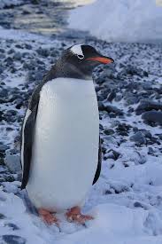 On Our Antarctica Trips You Will Probably See Gentoo Penguins They Live On The Antarctic Peninsula In The Ross Sea In Gentoo Penguin Penguins Cute Penguins