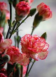 Flowers Carnations Mother S Day Mother S Day Gifts Potted Plants Meaningful Flower Carnation Growing Car Carnation Flower Unusual Flowers Strange Flowers