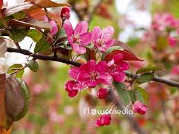 Image result for Malus × purpurea