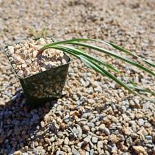 Image result for Boophone disticha