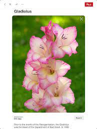 Gladiolus August Birth Flower Gladiolus Flower Pictures Gladiolus Flower August Birth Flower