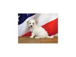 These affectionate and loyal maltipoo puppies are a cross between a maltese and a miniature poodle. Maltipoo Puppies For Sale Breed Info Petland Bolingbrook Il