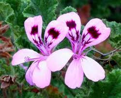 Chuckie Pretty Pelargoniums Friendship Flowers Geranium Plant Geraniums
