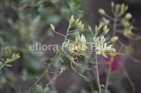 Image result for Cadaba