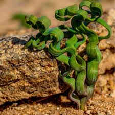 Image result for Trachyandra