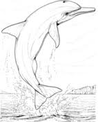 Dolphin Jump Coloring Page In 2020 Dolphin Coloring Pages Dolphin Drawing Coloring Pages