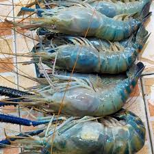Pada udang jantan dewasa peripoda tumbuh besar dan sangat panjang hingga 1,5 kali panjang badannya. Udang Galah Segar Arenatani Digital Indonesia