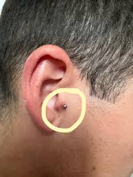 Image result for Tragus koelerioides