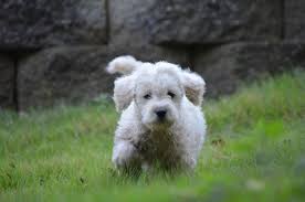 Find male labradoodles for sale on oodle classifieds. Chocolate Labradoodle Puppies
