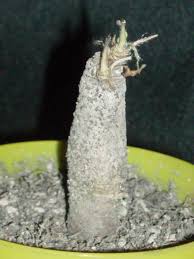 Image result for Ipomoea oenotherae