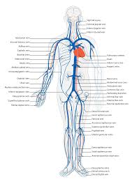 Vein Wikipedia