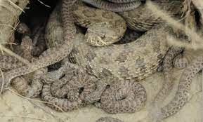6 Fact About Rattlesnake And Their Babies Rattlesnake Anaconda Snake Baby Reptile