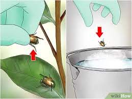 Check spelling or type a new query. How To Get Rid Of Japanese Beetles 11 Steps With Pictures