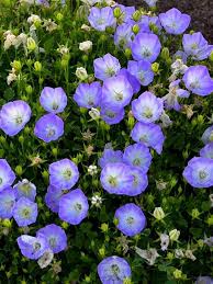 Campanula Delft Teacups Carpathian Bellflower Bellflower Perennials Flowers Perennials Campanula