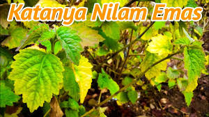 We did not find results for: Nilam Emas Berubah Warna Di Musim Kemarau Youtube