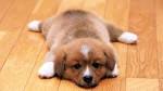 20 Cutest Puppies That Will Melt Your Heart - Barking Royalty