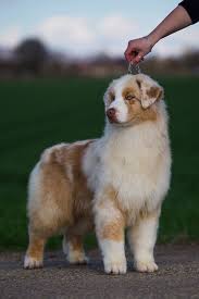 Pin By Deniz Yarali On Aussie Dog House Cute Dogs And Puppies Aussie Puppies Cute Dogs Breeds