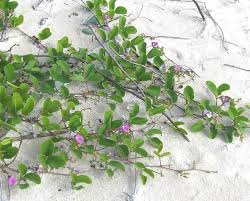 Image result for Phylohydrax