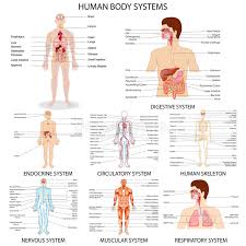 Chart Of Different Human Organ System Stock Vector