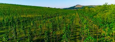 Image result for Paulownia