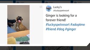 3.0 out of 5.0 415 s. Animal Shelter Using Tiktok Videos To Get Pets Adopted Wfmynews2 Com