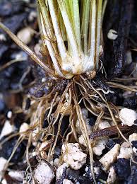 Image result for Isoetes