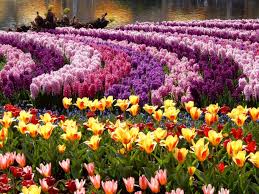 Parque Tulipas Jacintos Muchas Flores Jardines Bonitos Jardin De Tulipanes Y Plantas Jardin