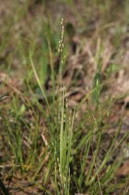 Image result for Microstegium fasciculatum