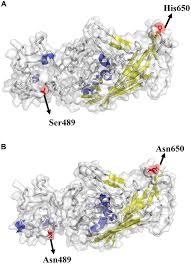 Analysis of Evolutionary Processes of Species Jump in Waterfowl Parvovirus 
