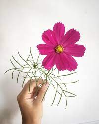 Uno De Nuestros Primeros Cosmos Del Jardin Our First Garden Cosmos Puravidaflores Cosmos Flowers Flowers Flower Arrangements Maple Leaf Tattoo