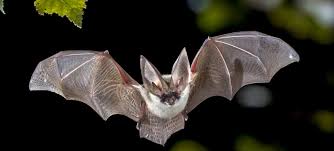 Check spelling or type a new query. Are Bats To Blame For China S Virus Newsroom