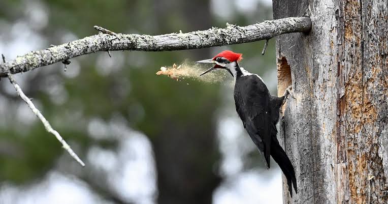 6 Unexpected Ways Birds Are Important for the Environment (and People) |  Audubon