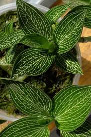 Quite simply, one of the easiest orchids to grow period. Jewel Orchid Ludisia Discolor Guide Our House Plants