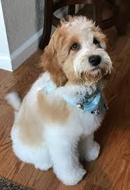 Black And White Parti Aussiedoodle Red Apricot Australian Labradoodle Parti Ginger Slick Australian Labradoodle Puppies Labradoodle Australian Labradoodle