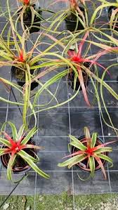 Image result for Geigeria brevifolia