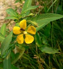 Image result for Ludwigia leptocarpa