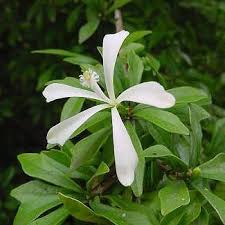 Image result for Turraea nilotica