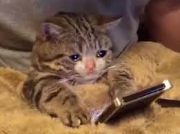 I Used To Had A Lot Of Sad Cat And Broken Cat Pict But After I