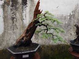 Bonsai Outdoorbonsai Pohon Bonsai Kebun Bonsai