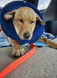 All done and heading home. Now for a quiet 10-14 days.