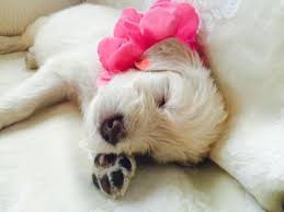 I will be having a litter of f1b pups. Goldendoodle For Sale California Page 3