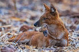 Scavengers are animals that consume dead organisms that have died from causes other than predation. The Good Death Eaters How Scavengers Keep The Ecosystem Clean Roundglass Sustain