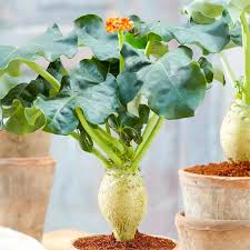 Image result for Jatropha podagrica