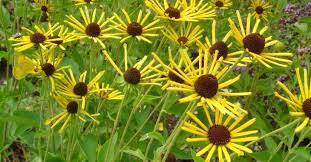 We did not find results for: Rudbeckia Subtomentosa Henry Eilers Op Vasteplant Be