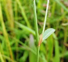 Image result for Alysicarpus rugosus