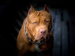 It can be several years less than that or a few. How Long Do Pit Bulls Live A Guide