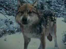 Why Twilight Only Has One Female Shapeshifter