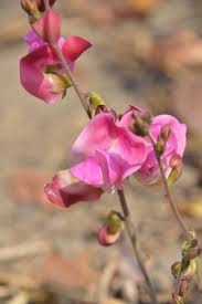 Image result for Turraea stolzii